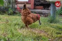 (ویدئو) وقتی مرغ و خروس‌ها زورشان به موش قلدر نمی‌رسد