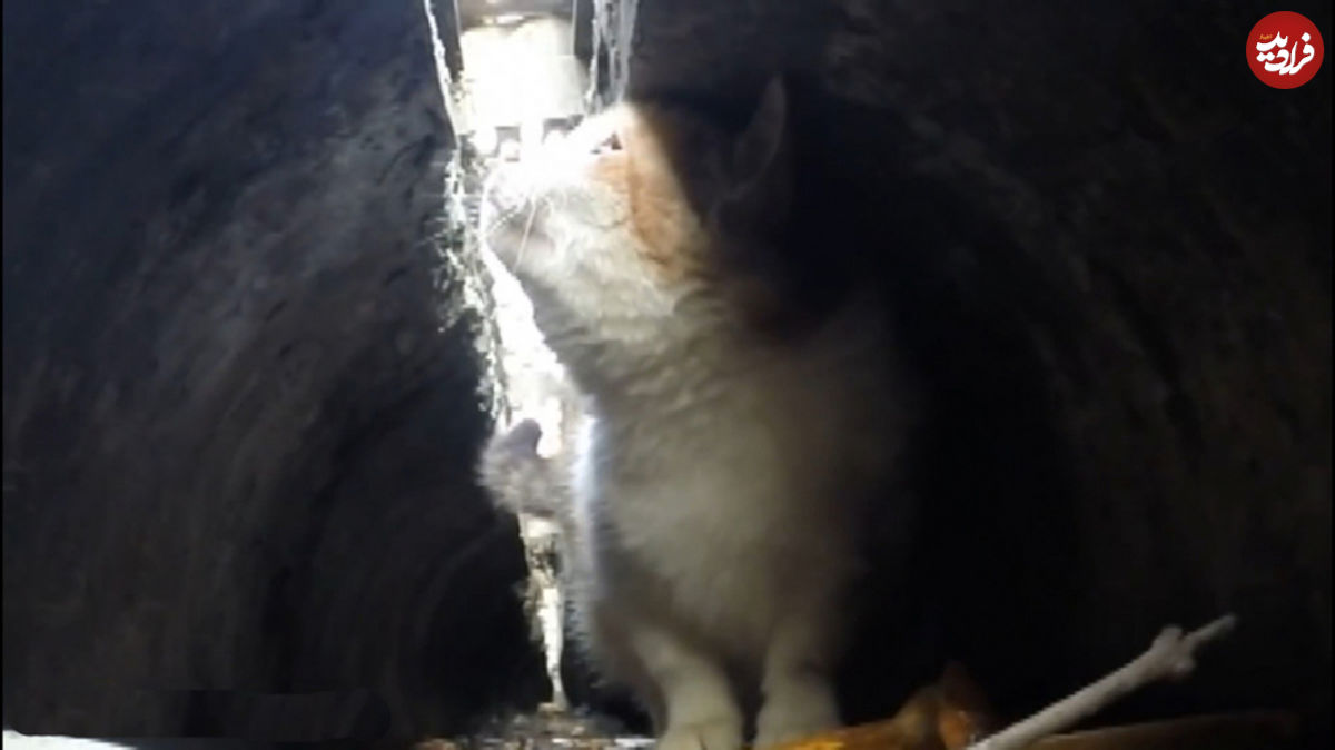 نجات گربه گرفتار در دودکش خانه