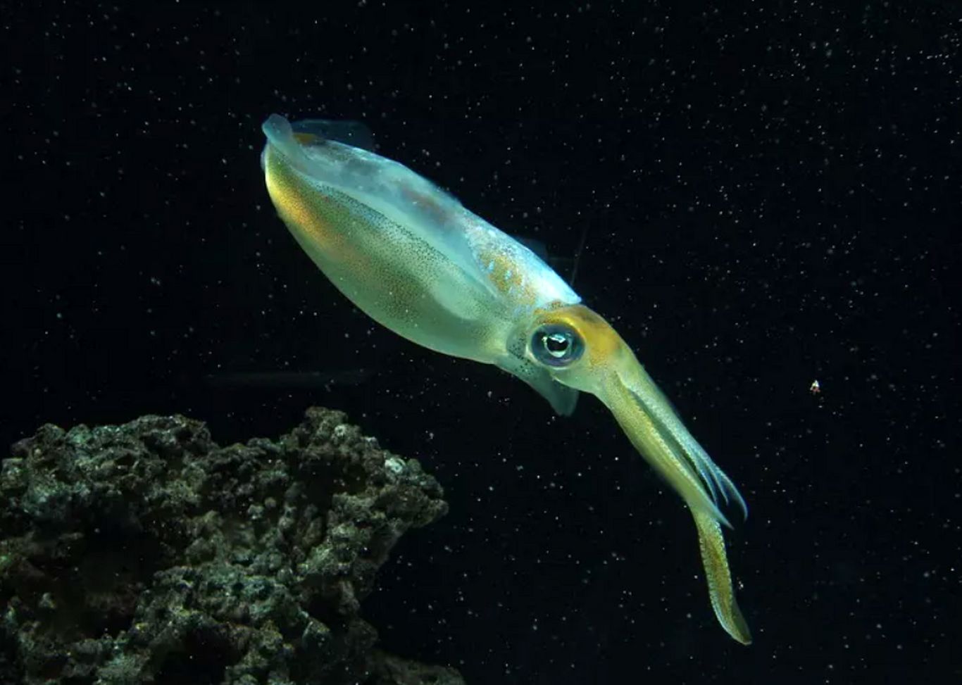 (تصاویر) ۱۶ موجود دریایی که در تاریکی مطلق زندگی می‌کنند