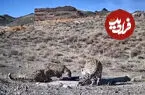 ببینید| ثبت تصویری از پلنگ ایرانی و دو توله‌اش در آبشخور