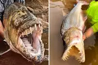 ببینید| ببر ماهی غول پیکر؛ ترسناک ترین ماهی رودخانه