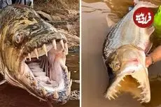 ببینید| ببر ماهی غول پیکر؛ ترسناک ترین ماهی رودخانه