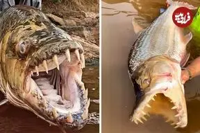 ببینید| ببر ماهی غول پیکر؛ ترسناک ترین ماهی رودخانه