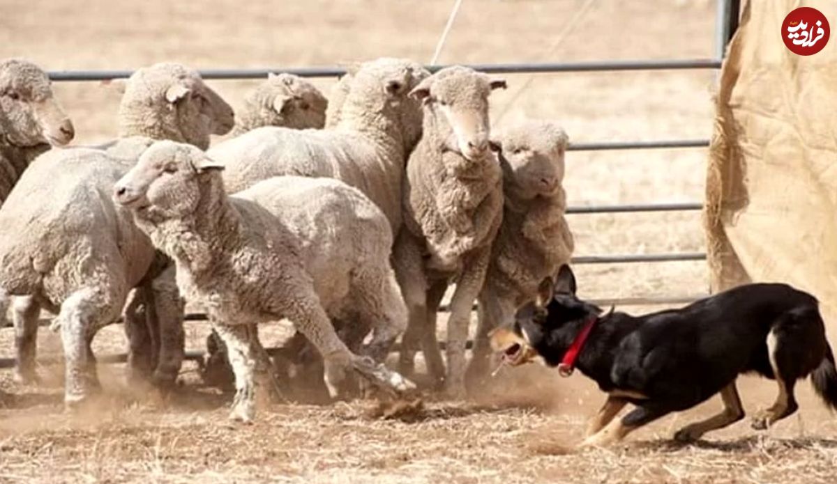 (ویدئو) دفاع شجاعانه سگ گله از گوسفندان در برابر گرگ درنده!