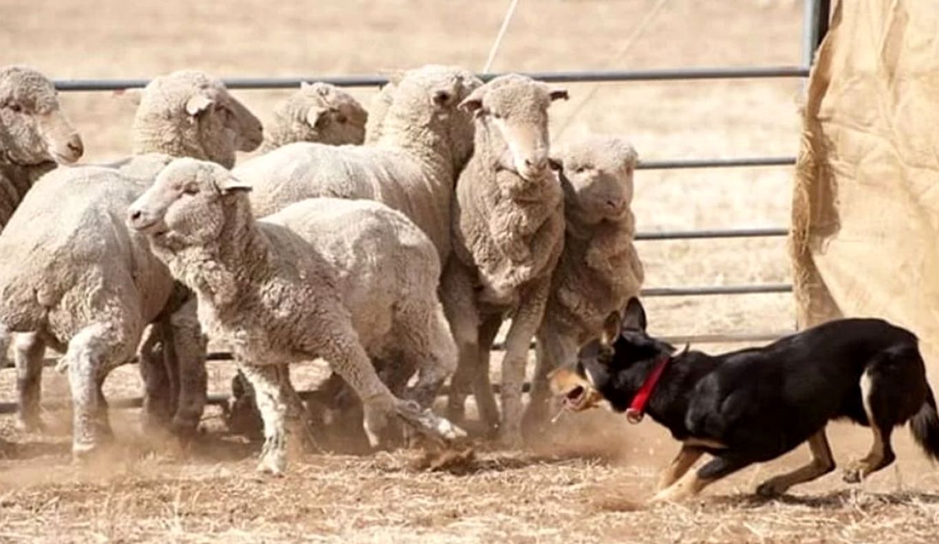 (ویدئو) دفاع شجاعانه سگ گله از گوسفندان در برابر گرگ درنده!