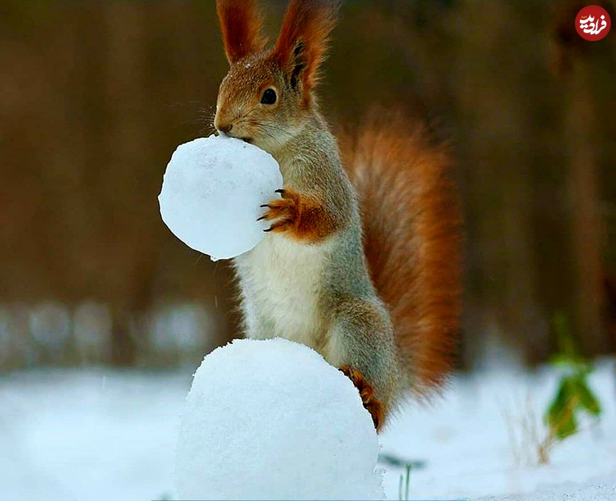 (ویدئو) برف بازی دیدنی یک سنجاب بازیگوش