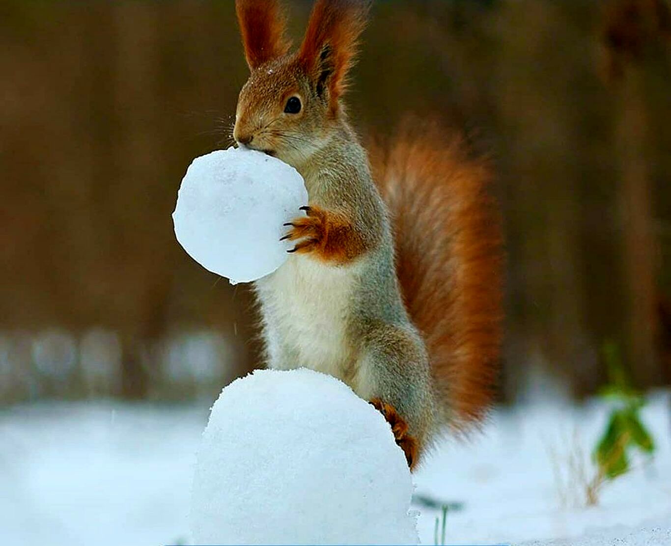 (ویدئو) برف بازی دیدنی یک سنجاب بازیگوش