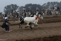 تصاویر/ مسابقه اسکی با گاو