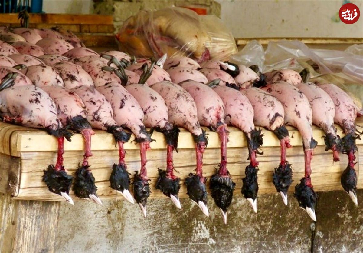 گوشت لاکچری شکار در تهران