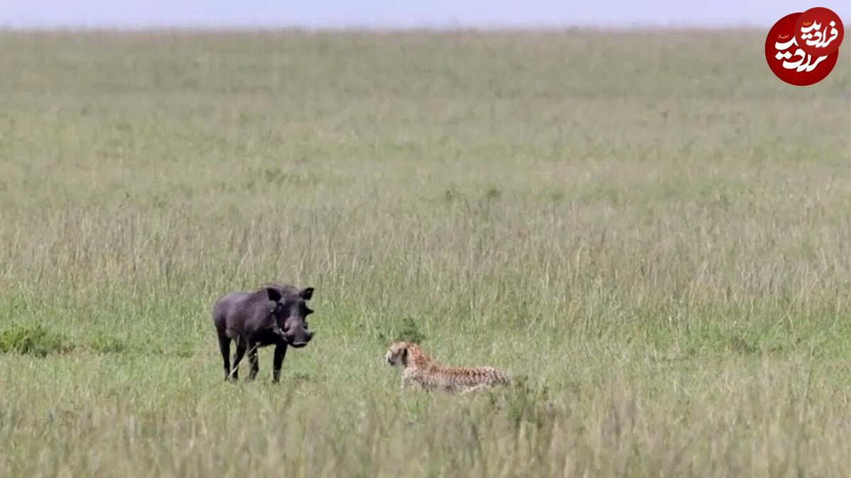 (ویدئو) وقتی گراز دل اش می‌خواهد شکار شود و یوزپلنگ حوصله ندارد!
