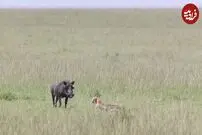 (ویدئو) وقتی گراز دل اش می‌خواهد شکار شود و یوزپلنگ حوصله ندارد!
