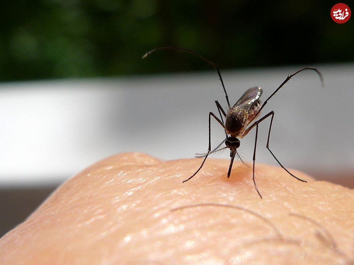 چرا پشه‌ها خون انسان را ترجیح می‌دهند؟