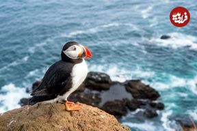 رسم جالب نجات طوطی دریایی؛ پرتاب جوجه‌ها از صخره‌!