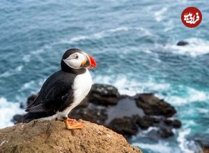 رسم جالب نجات طوطی دریایی؛ پرتاب جوجهها از صخره!