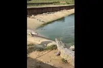 (ویدئو) وقتی مرغ ساده لوح، هوس قدم زدن میان تمساح ها به سرش می زند!