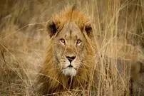 محبوبیت حیوانات"بلای جان" آنهاست