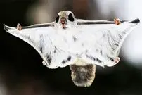 ببینید| سنجاب پرنده کوتوله ژاپنی؛ بامزه ترین  سنجاب دنیا