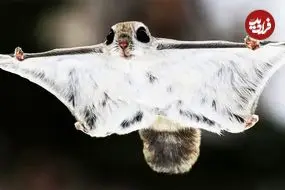 ببینید| سنجاب پرنده کوتوله ژاپنی؛ بامزه ترین  سنجاب دنیا