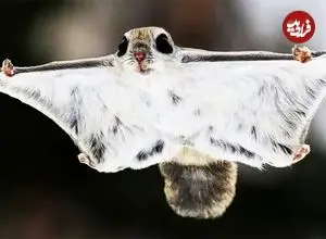 ببینید| سنجاب پرنده کوتوله ژاپنی؛ بامزه ترین  سنجاب دنیا