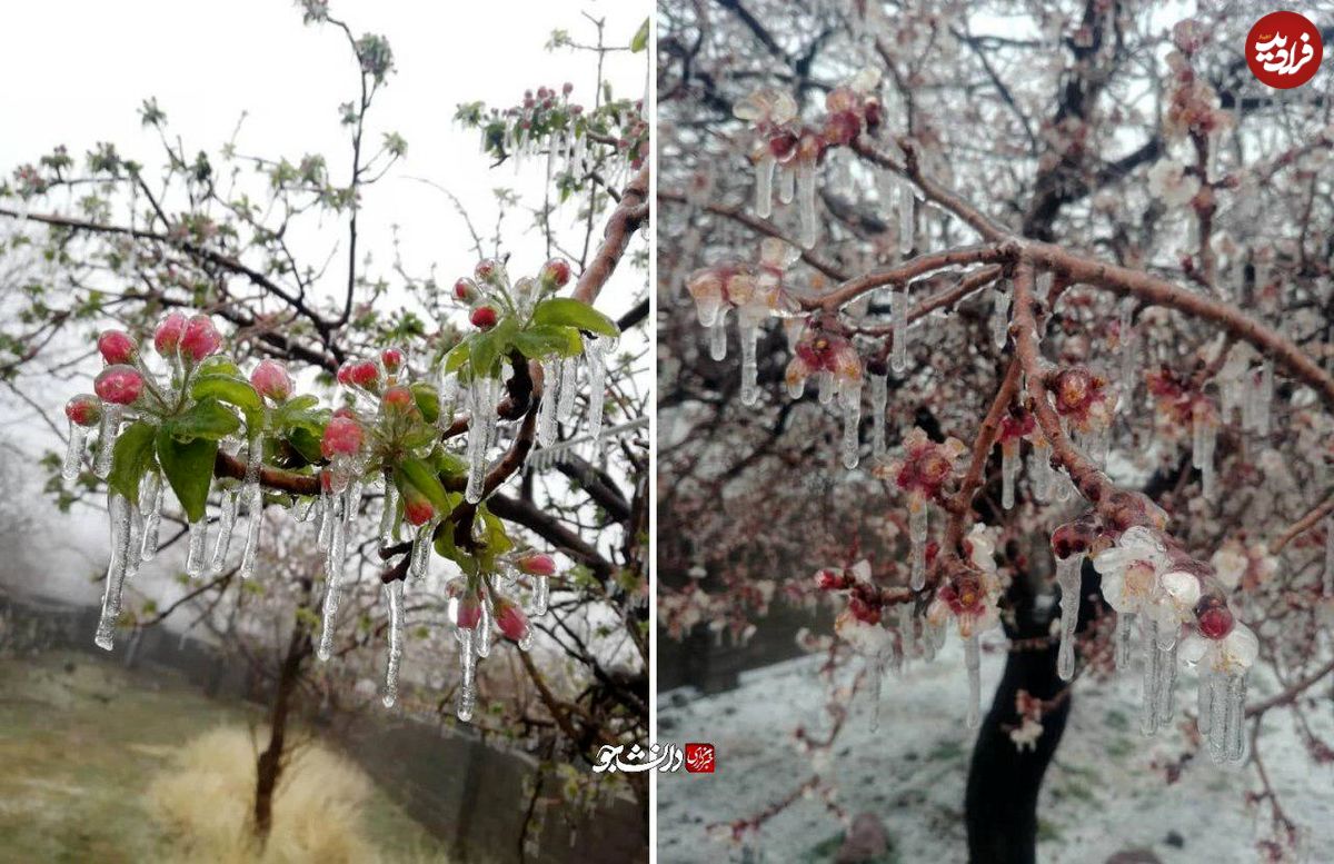تصویر/ سرمازدگی بی‌سابقه شکوفه‌های درختان در کرمان