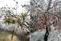 تصویر/ سرمازدگی بی‌سابقه شکوفه‌های درختان در کرمان