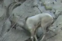 (ویدئو) جنگ روزانه یک بزکوهی سه پا با موانع طبیعی برای ادامه زندگی