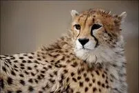 (ویدئو) صدای عجیب یک یوزپلنگ که تا به حال نشنیده بودید!