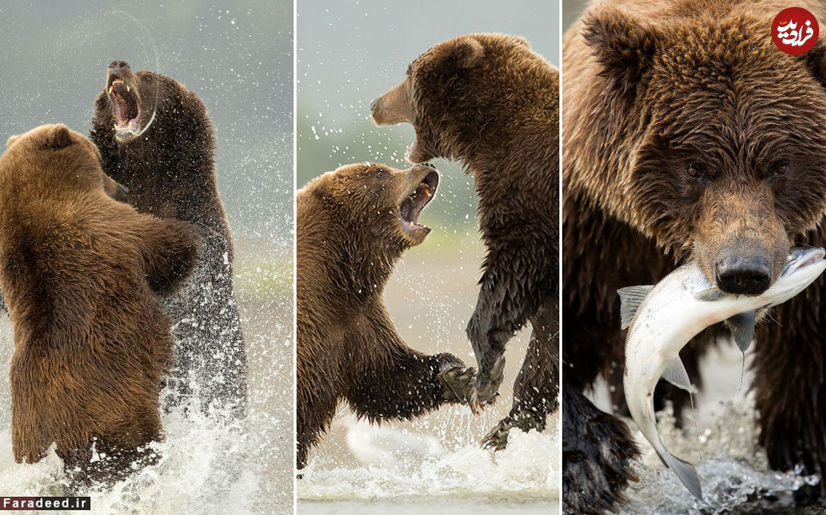 تصاویر دیدنی از زندگی خرس‌های قهوه‌ای در آلاسکا