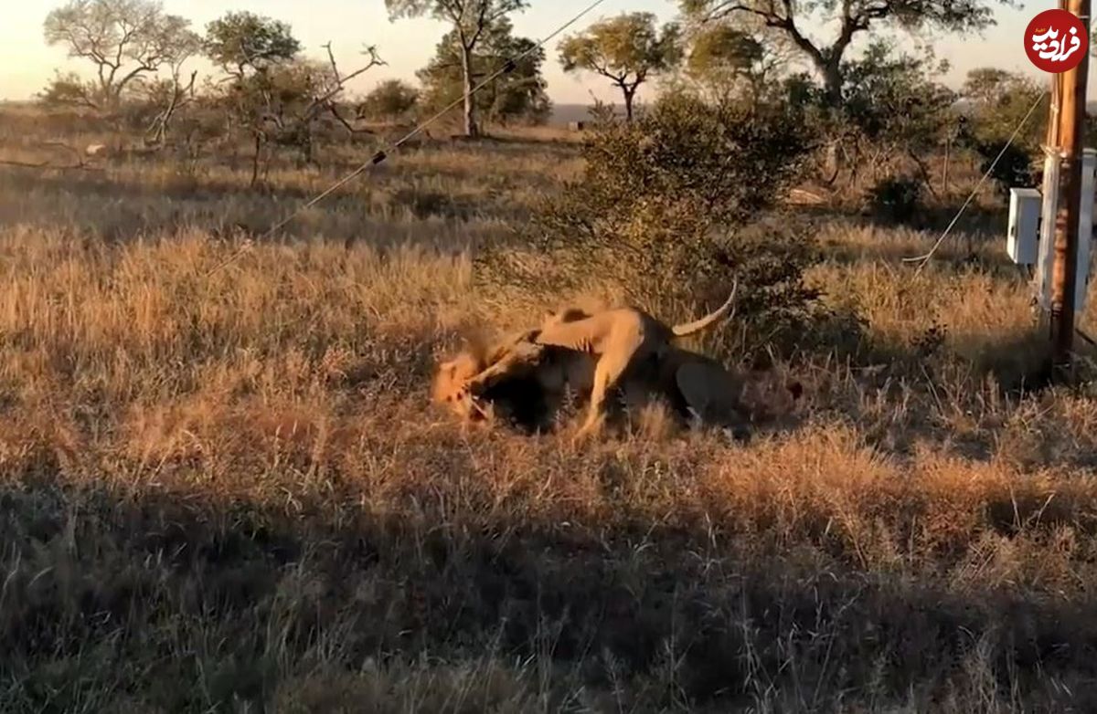 (ویدئو) کفتار گرسنه، شکار شیر‌ها را دزدید و خودش شکار شد!