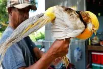 ببینید| غذای خیابانی در ویتنام؛ پخت غذاهای مختلف با قرقاول طلایی در هانوی 