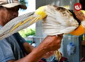 ببینید| غذای خیابانی در ویتنام؛ پخت غذاهای مختلف با قرقاول طلایی در هانوی 