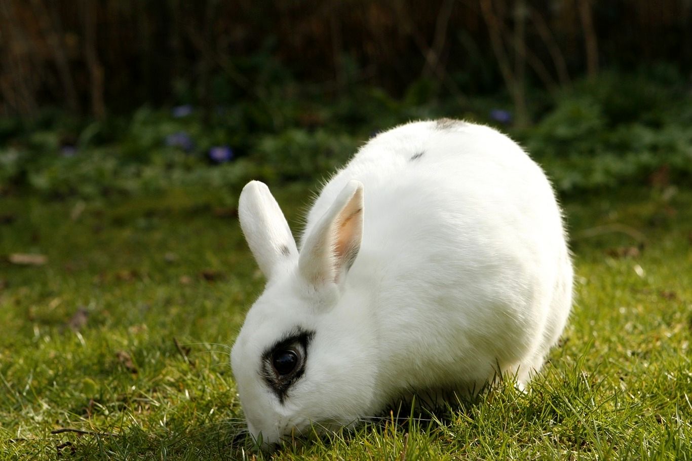 (ویدئو) تاکتیک جالب یک خرگوش برای نجات هم‌نوع اش