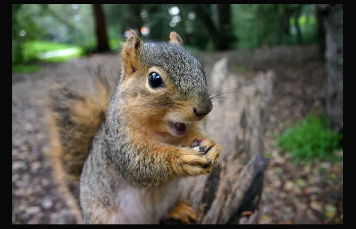 ۲۲ حقیقت جالب درباره سنجاب‌ها که شما را شگفت زده می‌کند