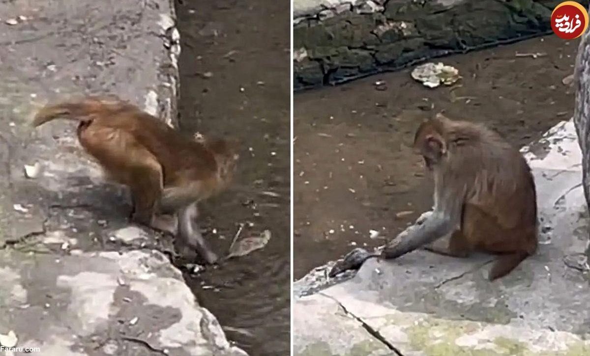 (ویدئو) میمون بی‌رحم یک موش را در آب خفه کرد!