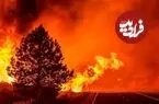 سوسکی که عاشق آتش است؛ تولد و زندگی در جنگل سوخته