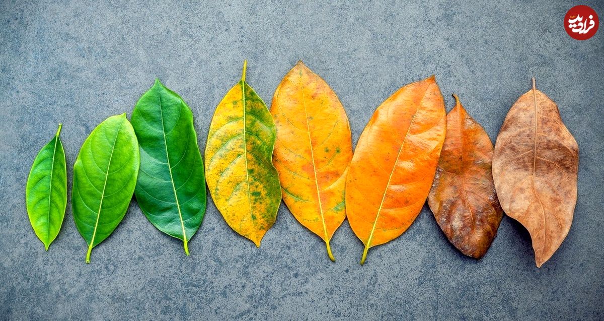 دلیل علاقه بیشتر ما به یک فصل خاص چیست؟