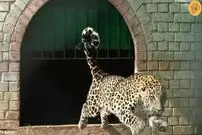 (ویدئو) وحشت‌آفرینی یک پلنگ و حمله به مردم پس از فرار از یک خانه
