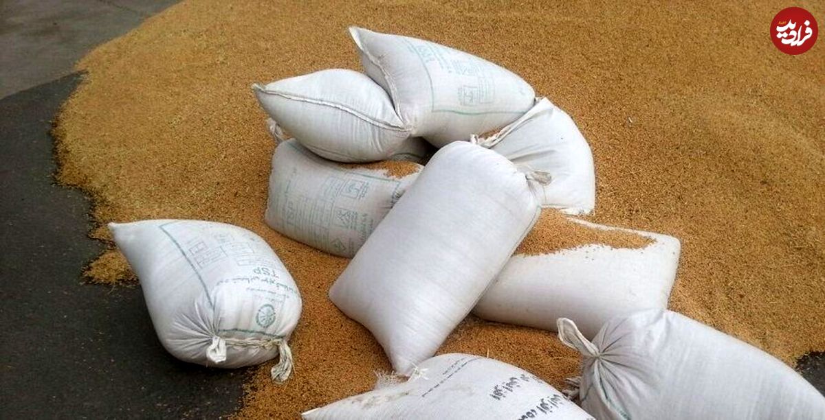 کشف ۵۰ هزار تن گندم احتکارشده در اصفهان