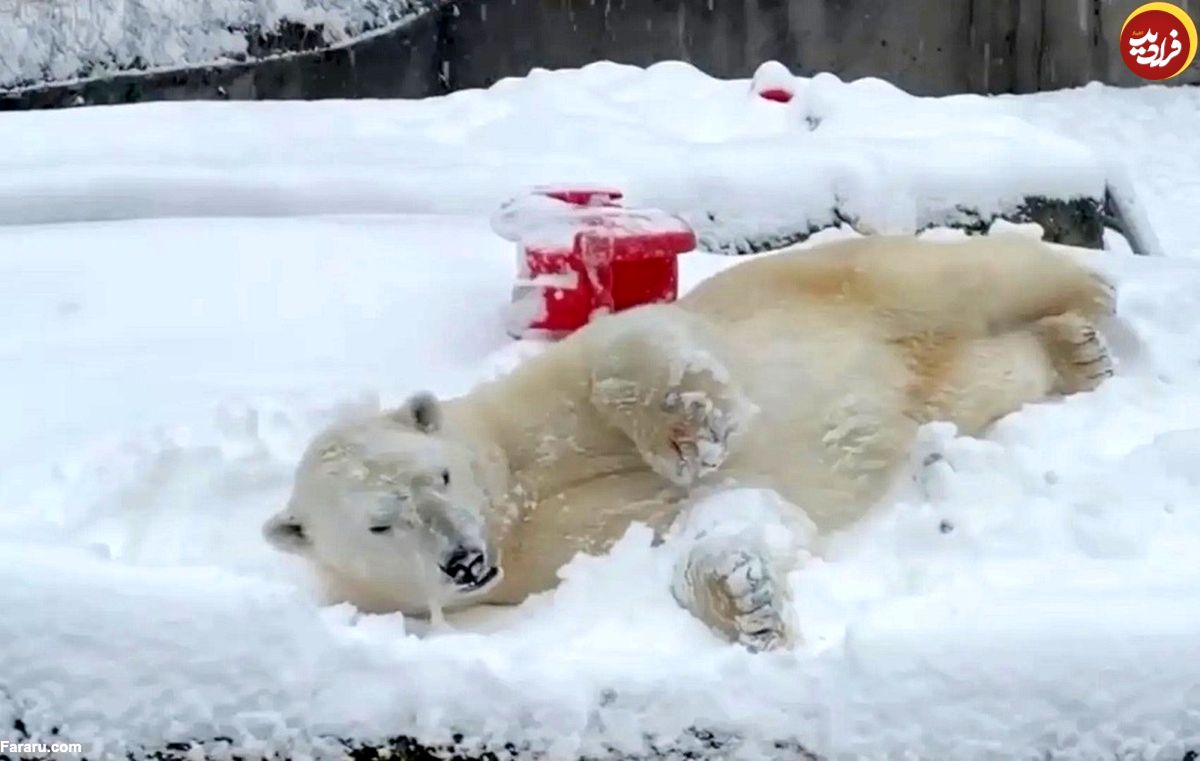 (ویدئو) لذت دو خرس قطبی از برف بازی