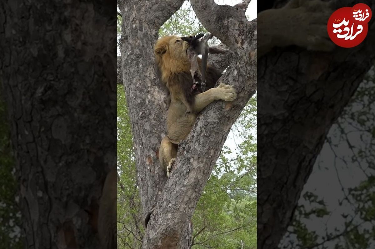(ویدئو) شیر نر، لاشه روی درخت را از پلنگ بیچاره دزدید!