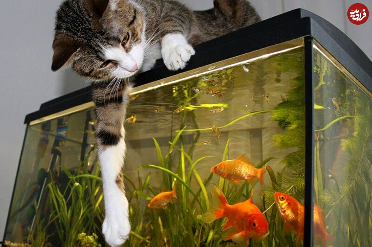 (ویدئو) قلدری ماهی آکواریومی برای یک گربه!