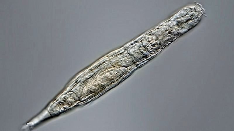 کشف گونه‌ای ۲۴ هزار ساله در سیبری