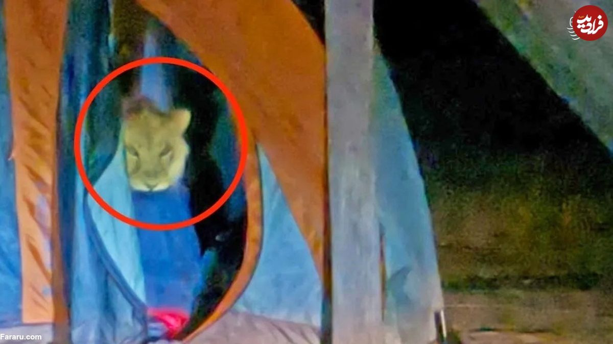 (تصاویر) سرقت نادر یک شیر از چادر مسافرتی!