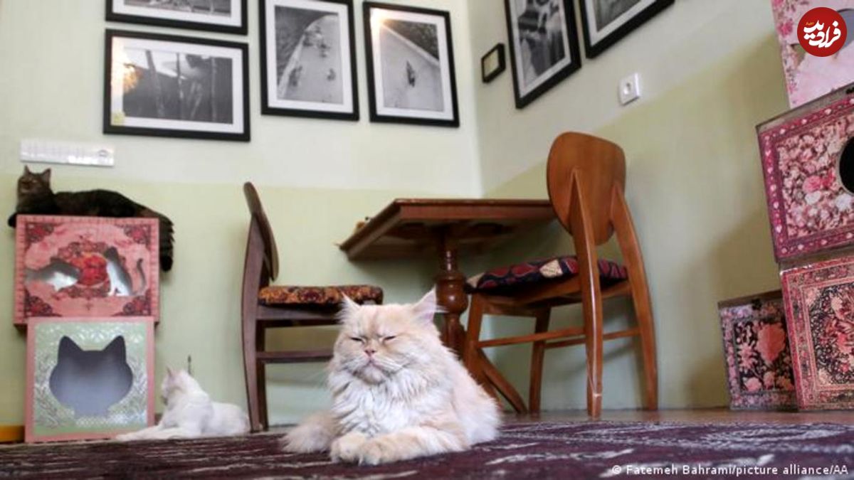 تصاویر/ اولین موزه گربه در ایران