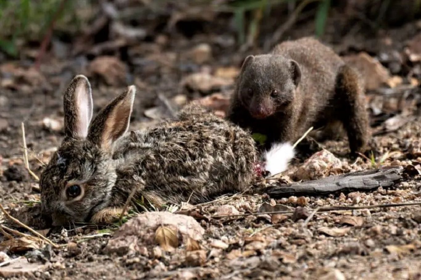 (ویدئو) حمله وحشیانه ۵ خدنگ کوچک به یک خرگوش!