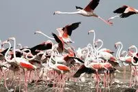 دوستی را از این پرنده یاد بگیرید