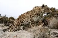 (عکس) حمله عجیب پلنگ سرخه‌ حصار به گربه‌ها و سگ‌ها!