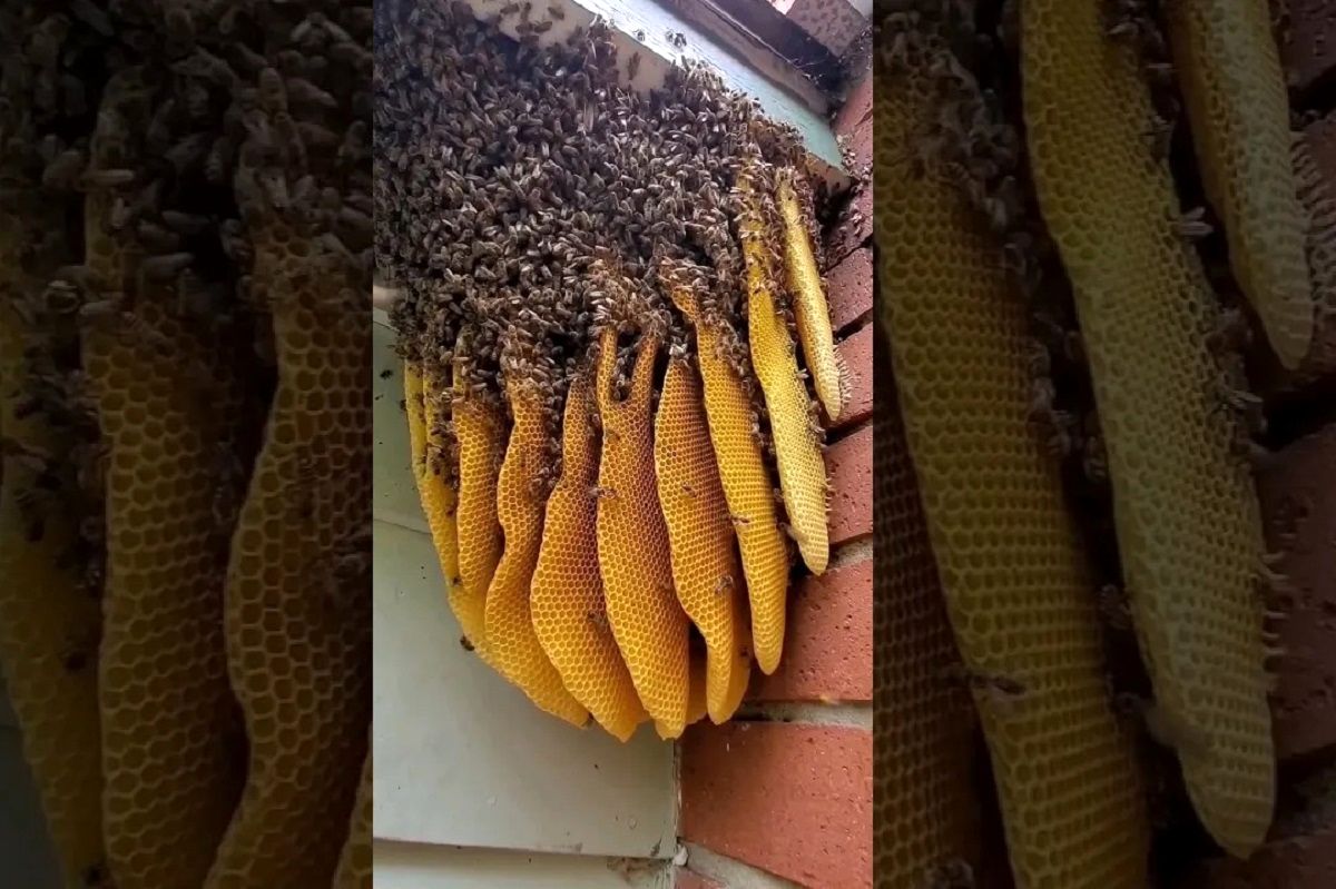 (ویدئو) کندوی عسل غول پیکری که 50 هزار زنبور در گوشه حیاط یک خانه درست کردند