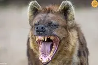 (ویدئو) چرا کفتار‌ها می‌خندند؟