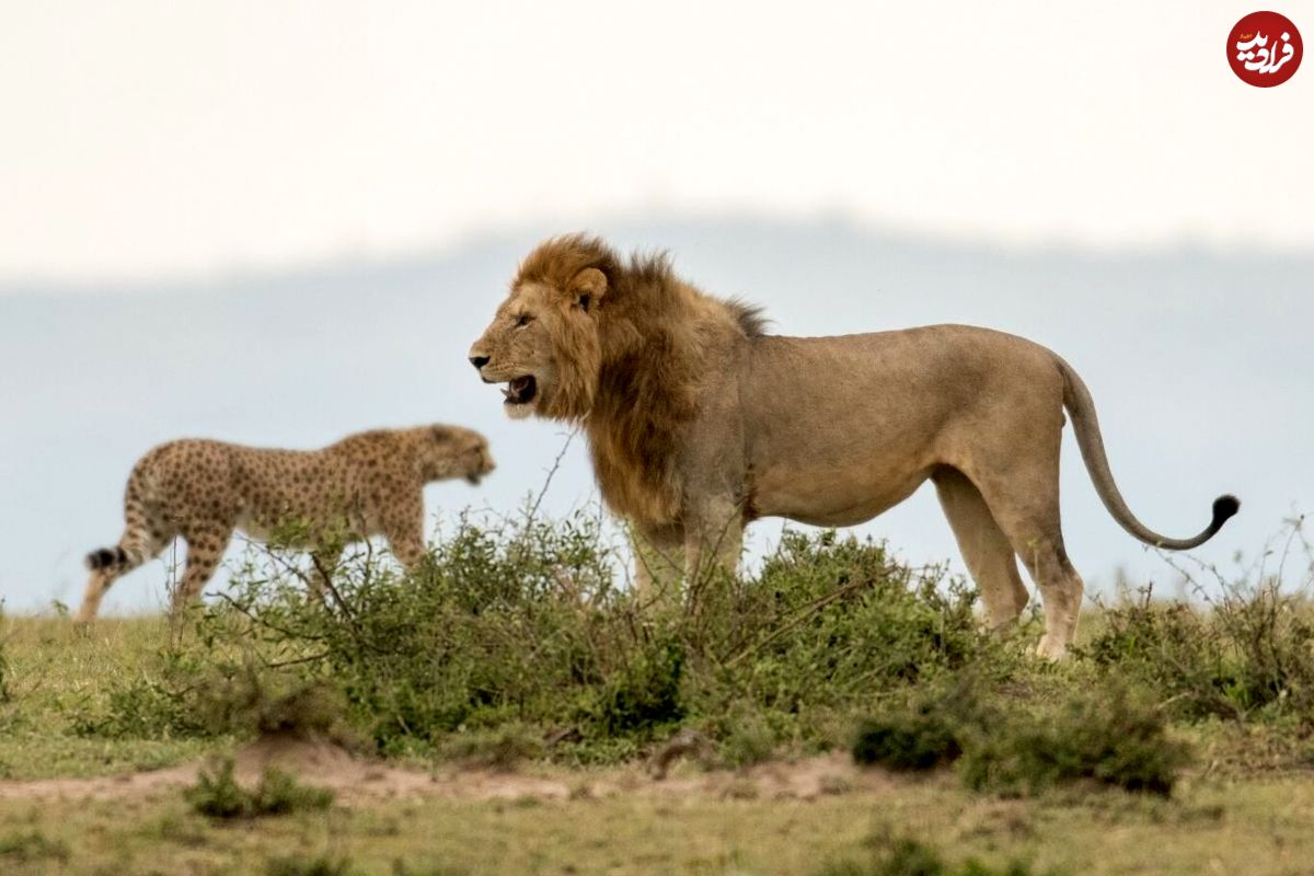 (ویدئو) یوزپلنگ حواس پرت در دام دو شیر نر افتاد و شکار شد!
